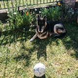 Entry image for Einstein