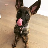 Entry image for Foxy