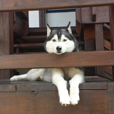 Entry image for Jade