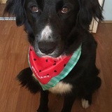 Entry image for Stuart