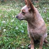 Entry image for Penny