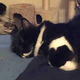 Entry image for Lisbin