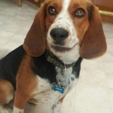 Entry image for Hallie