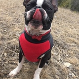 Entry image for Bruce