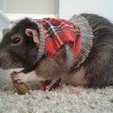 Entry image for Ratsy