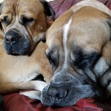 Entry image for Penny & Finley