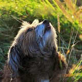 Entry image for Minnie