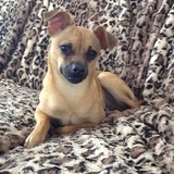 Entry image for Chewie