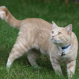 Entry image for Bugsy