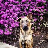 Entry image for Timber