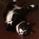 Entry image for Carlton