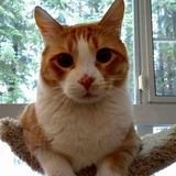 Entry image for Ziggy