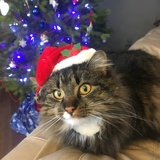 Entry image for Asterix