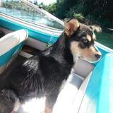 Entry image for Stella