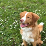 Entry image for Oliver