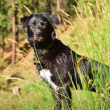 Entry image for Everest