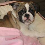 Entry image for Lola