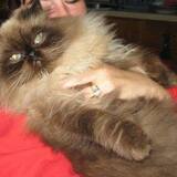 Entry image for Bentley