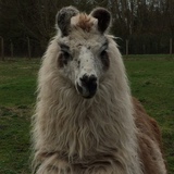 Entry image for Carlos