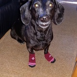 Entry image for Uggz