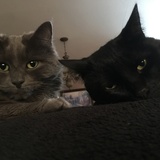 Entry image for Lala and Lucky