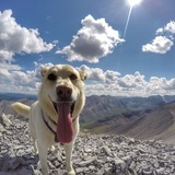 Entry image for Kobi