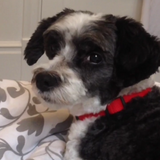 Entry image for Maxwell Smart