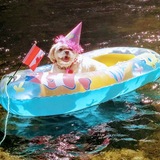 Entry image for Carli