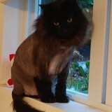 Entry image for Harvey