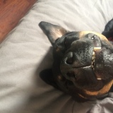 Entry image for Bear