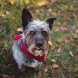 Entry image for Amos