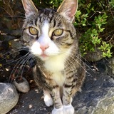 Entry image for Monty