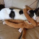 Entry image for Maximus