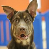 Entry image for Rahzar 