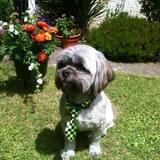 Entry image for Harley