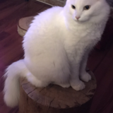 Entry image for Prince Charming 