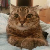 Entry image for Strudel