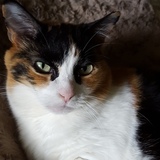 Entry image for Purrcilla