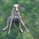 Entry image for Livvie