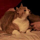 Entry image for Digger