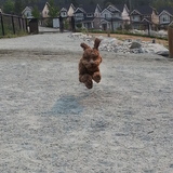 Entry image for Lexi