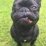 Entry image for Frank