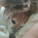 Entry image for Big Cat and Baxter