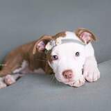 Entry image for Lily