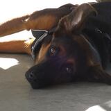 Entry image for Zelda