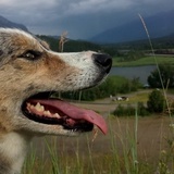 Entry image for Lily