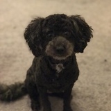 Entry image for Mocha