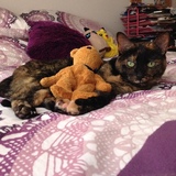 Entry image for fluff a muff