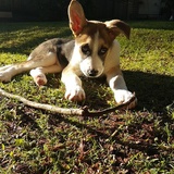 Entry image for Odin