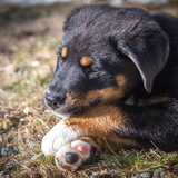 Entry image for Remy